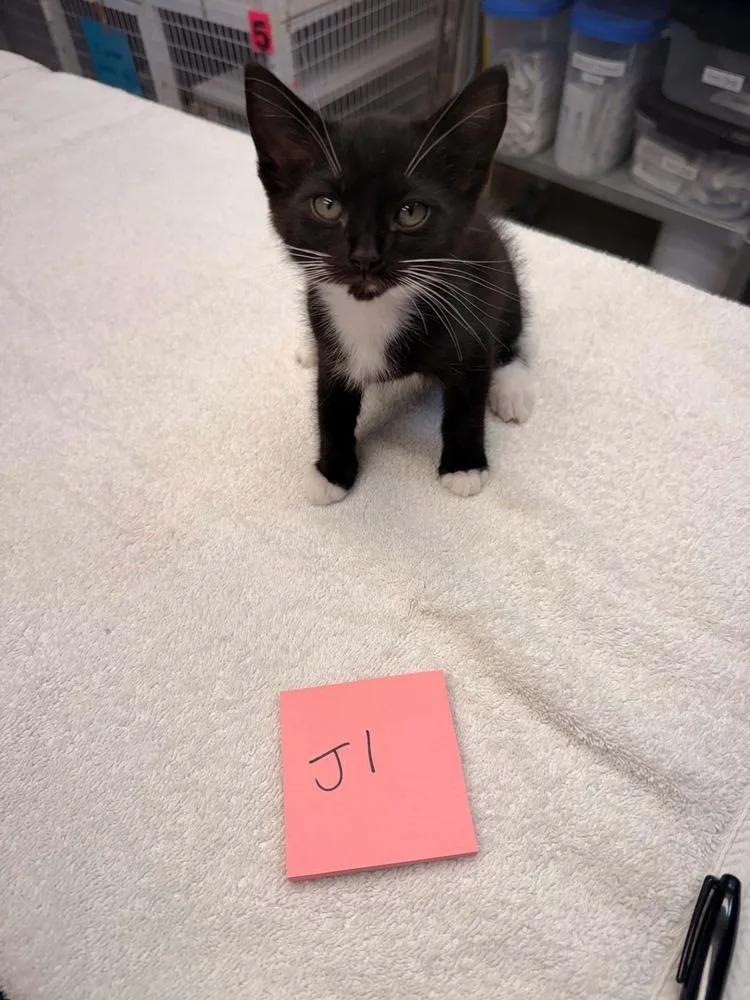 A baby small-sized female Black & White / Tuxedo Domestic Short Hair cat named Jane for adoption in Vancouver, WA