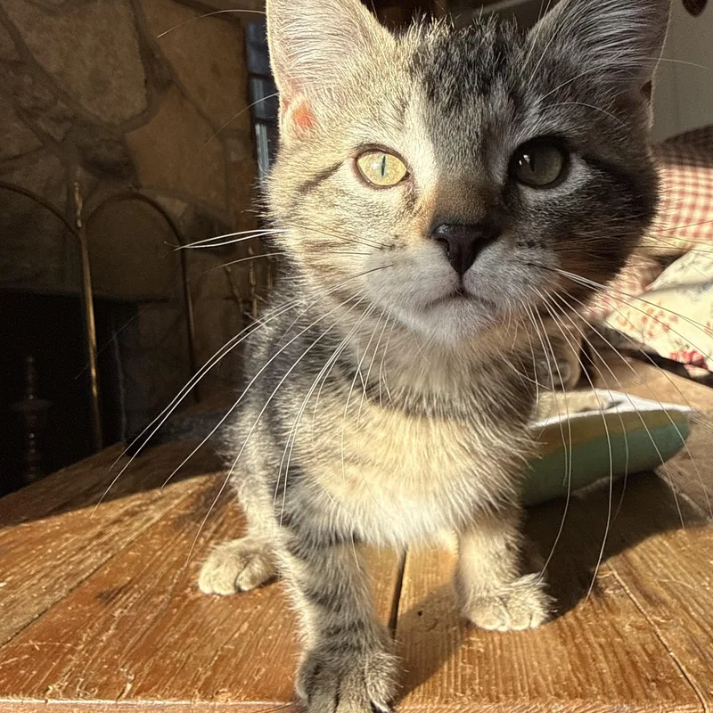 A baby small-sized female Tabby (Brown / Chocolate) Domestic Short Hair cat named Dottie for adoption in Milwaukee, WI