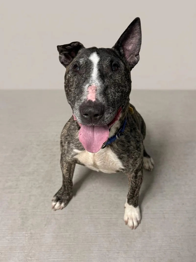 An adult medium-sized male Brindle Bull Terrier dog named Zippy for adoption in Cleveland, OH