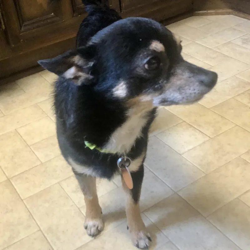 A young small-sized male Chihuahua dog named Pj for adoption in Tulsa, OK