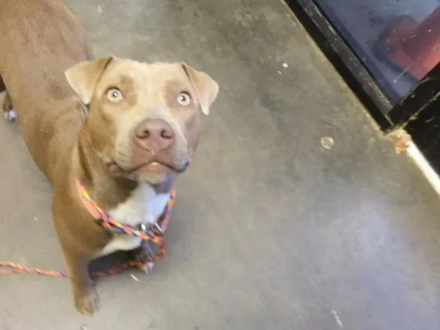 A young medium-sized female Pit Bull Terrier dog named Fiona for adoption in Tulsa, OK