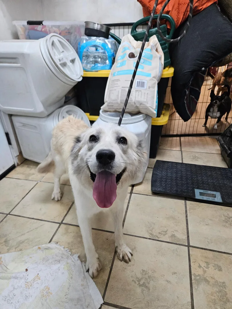 An adult large-sized male Great Pyrenees dog named Sour Cream for adoption in El Centro, CA