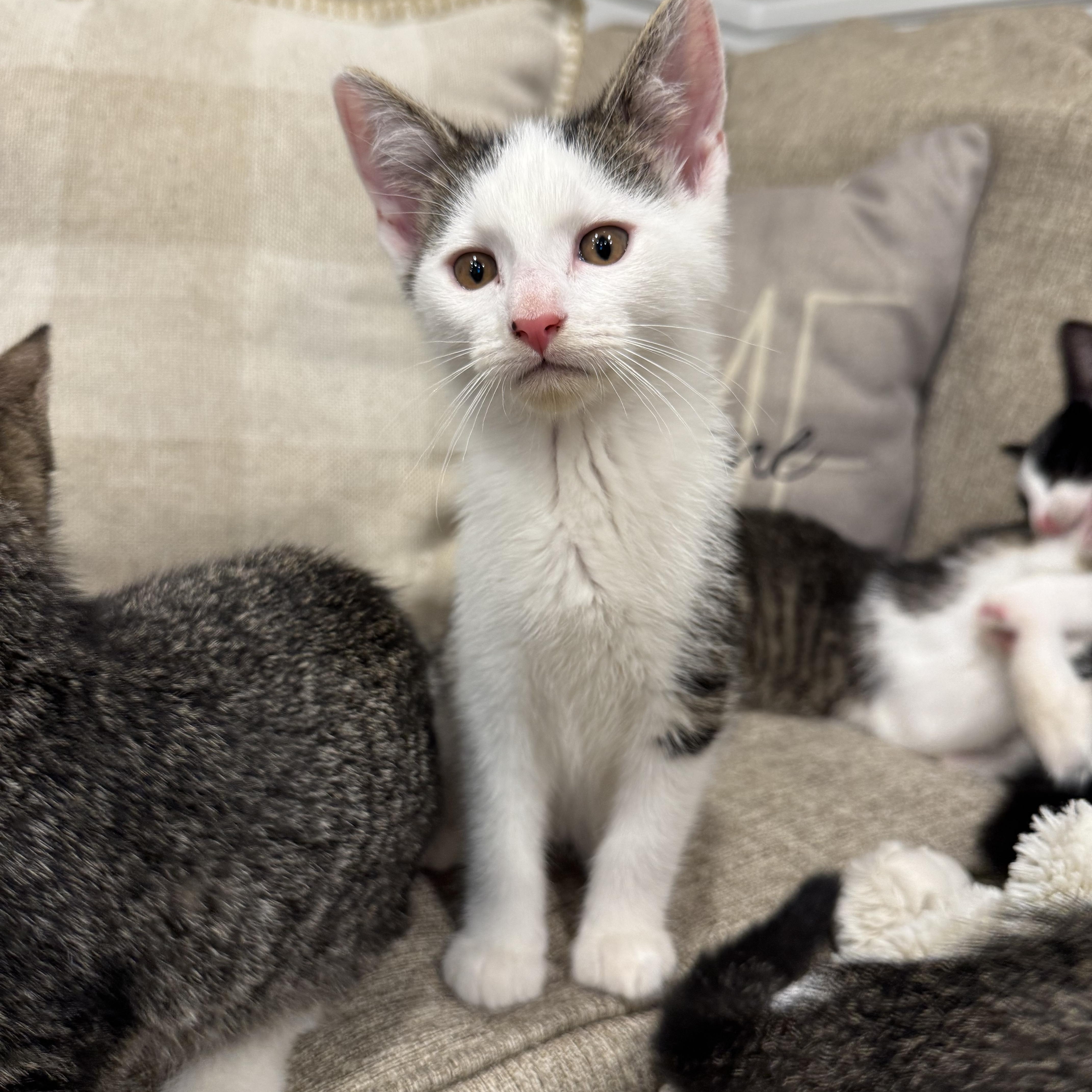 A baby small-sized male Tabby (Brown / Chocolate) Domestic Short Hair cat named Ben for adoption in Syosset, NY