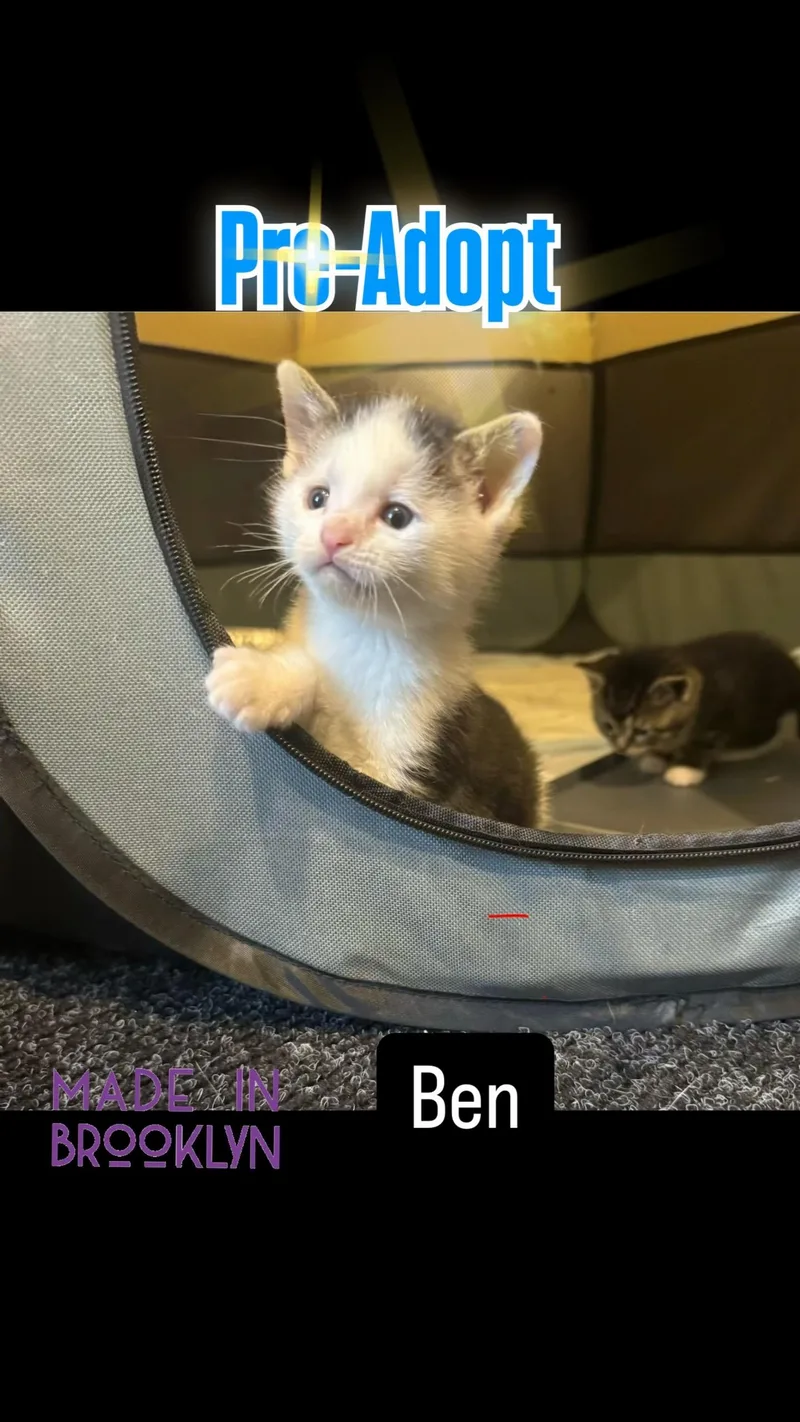 Ben thumbnail 2