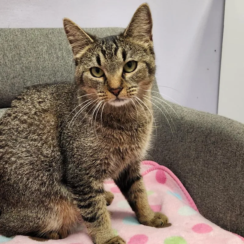An adult medium-sized female Tabby (Brown / Chocolate) Tabby cat named Angelina for adoption in Cary, NC