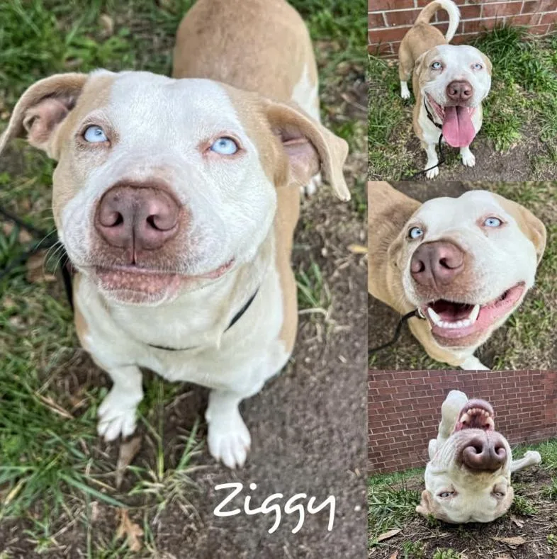Ziggy