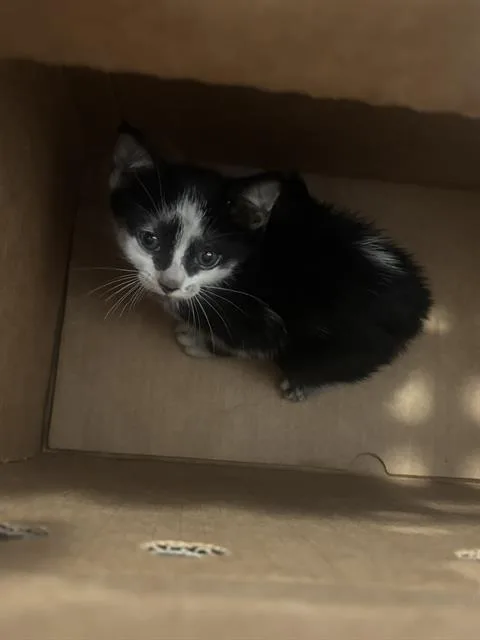 A baby medium-sized male Domestic Short Hair cat named Oreo for adoption in Dallas, TX