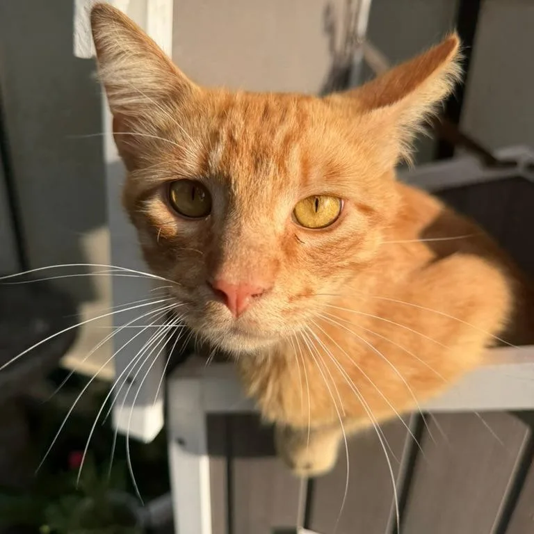 Chester Cheeto