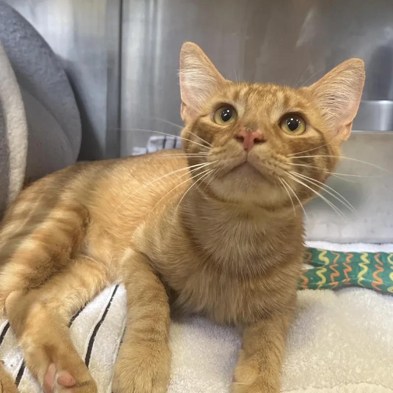 Chester Cheeto thumbnail 2