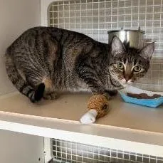 An adult medium-sized female Brown / Chocolate Domestic Short Hair cat named Sisi for adoption in Los Angeles, CA