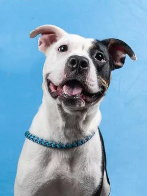 An adult medium-sized female Mixed Breed dog named Zoey for adoption in Atlanta, GA