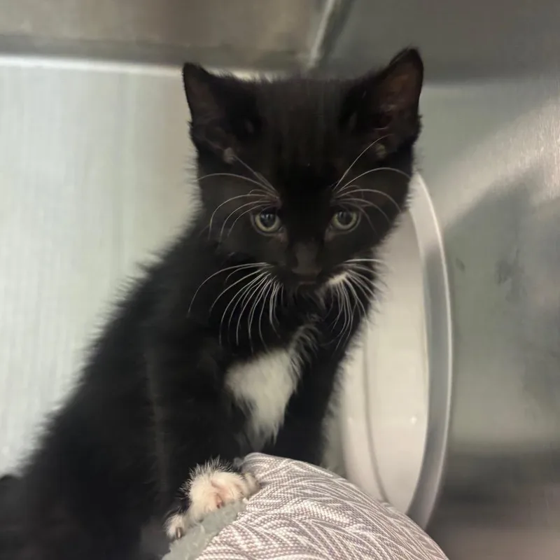 A baby small-sized male Black Domestic Short Hair cat named Harry for adoption in Waukesha, WI