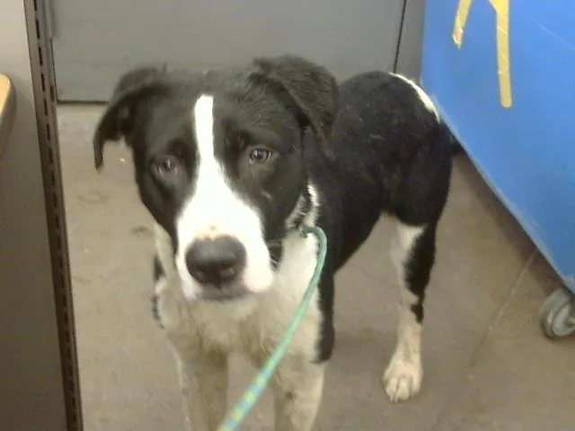 A young large-sized male Mixed Breed dog named Ralphie for adoption in Dallas, TX