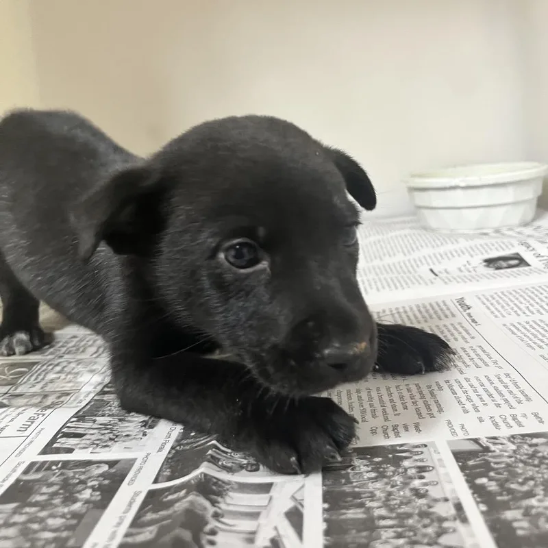 A baby small-sized male Black Labrador Retriever dog named Little Fella for adoption in Birmingham, AL