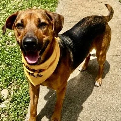 A young medium-sized female Bicolor Hound dog named Joanie for adoption in Baytown, TX