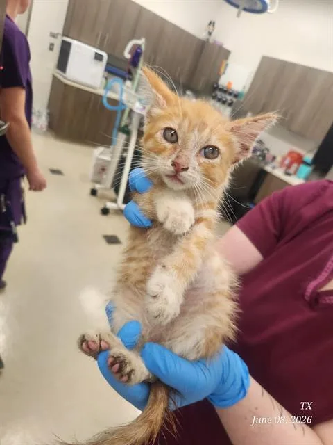 A baby small-sized male Domestic Short Hair cat named Bobby for adoption in Baytown, TX