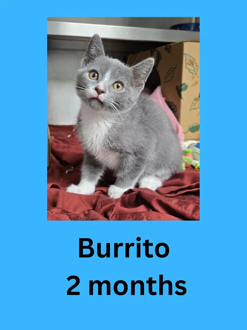 Burrito