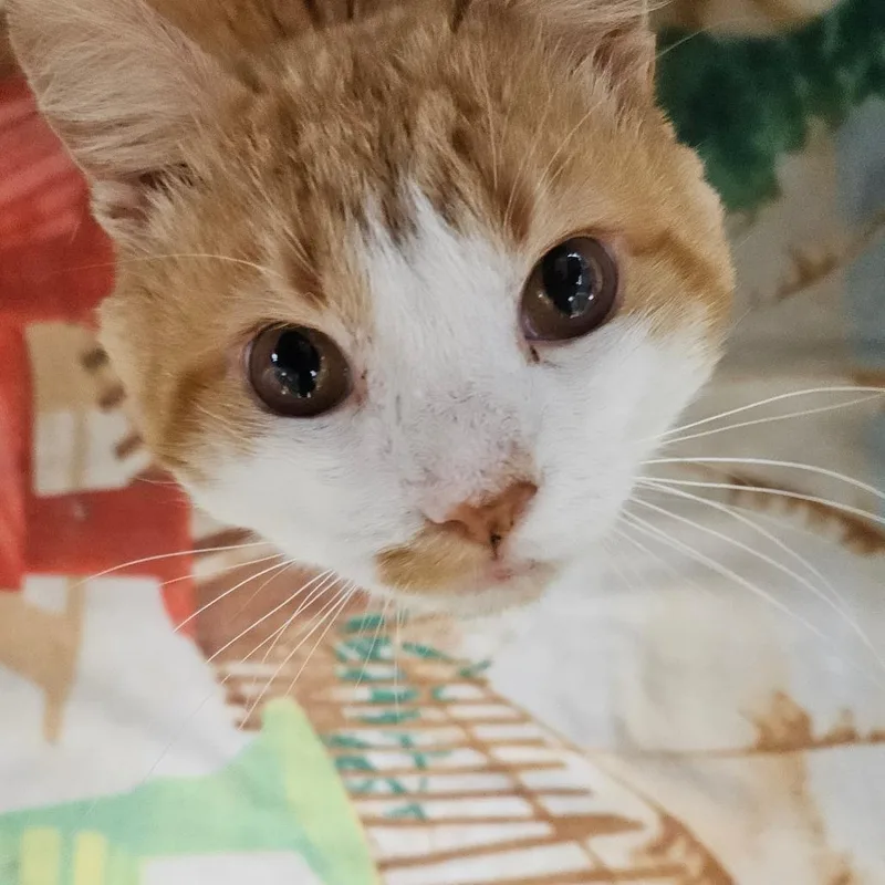 An adult medium-sized male Orange / Red Domestic Short Hair cat named Johnathan for adoption in Harrisonburg, VA