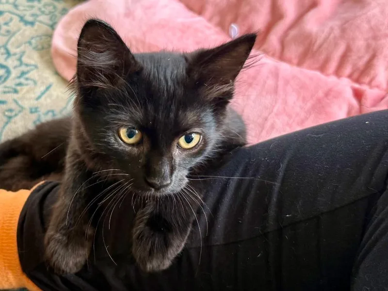 A baby small-sized female Domestic Short Hair cat named Ramble for adoption in Ocala, FL