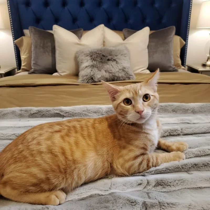 Queso Indoor Only thumbnail 2