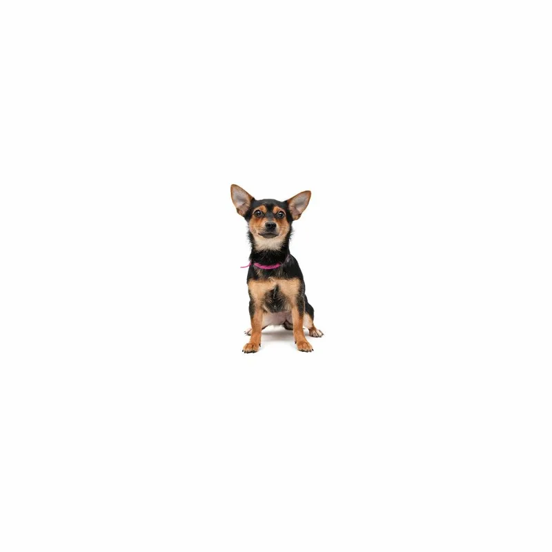 A baby small-sized female Black Chihuahua dog named Alcremie for adoption in Playa Vista, CA