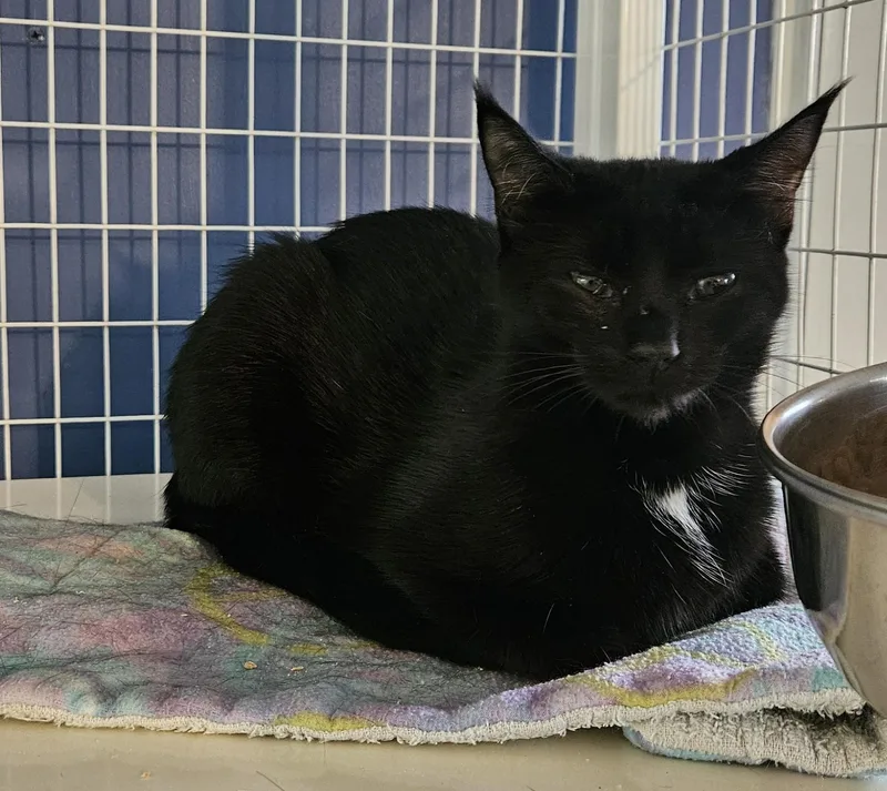 An adult medium-sized female Domestic Short Hair cat named Clefairy for adoption in Claremont, NH
