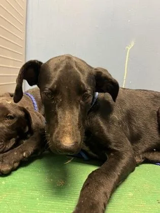 A baby medium-sized male Labrador Retriever dog named Sharkboy for adoption in Seneca, SC