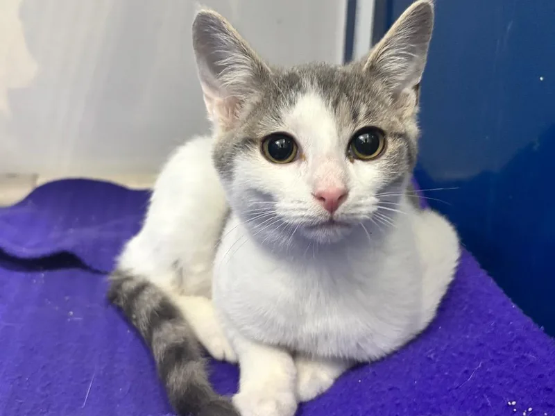 A baby small-sized male Domestic Short Hair cat named Gilbert for adoption in Powell, OH