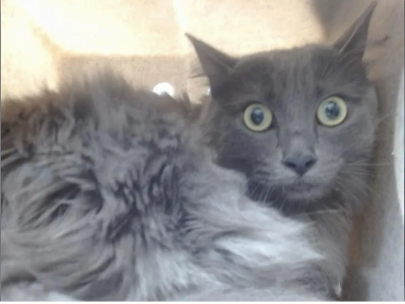 An adult medium-sized female Gray / Blue / Silver Russian Blue cat named Penelope for adoption in Beverly Hills, CA