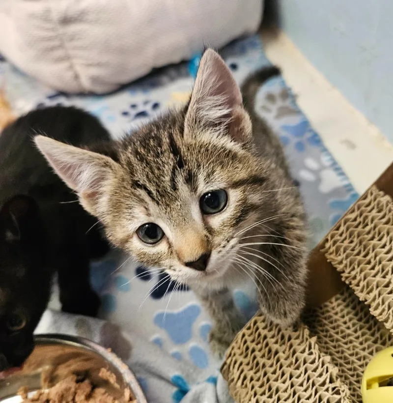 A baby small-sized female Domestic Short Hair cat named Jasper for adoption in Sherwood, AR