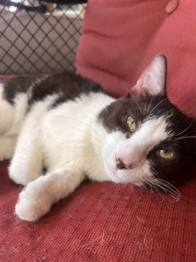 A young medium-sized male Brown / Chocolate Domestic Short Hair cat named Pizza Puff for adoption in Stoughton, WI