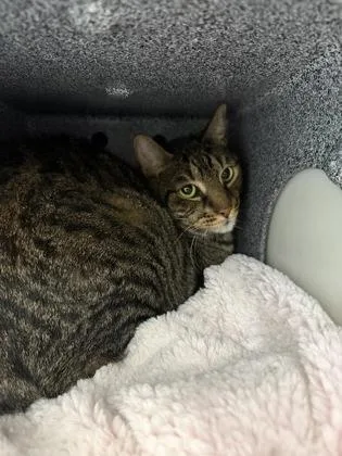An adult small-sized male Domestic Short Hair cat named Norman for adoption in Daytona Beach, FL