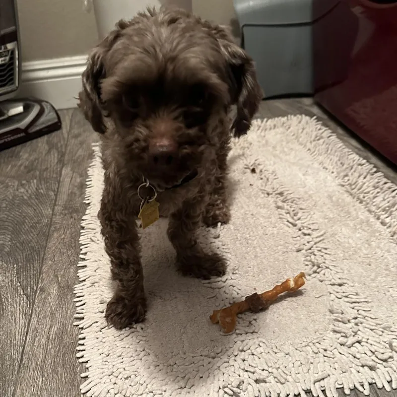 A senior small-sized male Brown / Chocolate Miniature Poodle dog named Choco for adoption in Las Vegas, NV