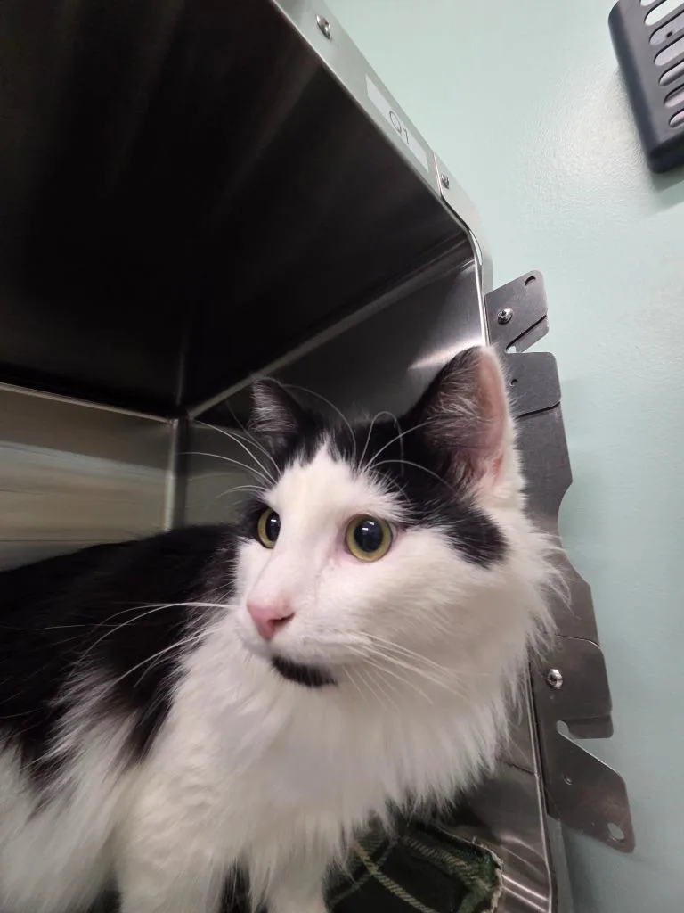 A young large-sized male Domestic Long Hair cat named Miso for adoption in Athens, TN