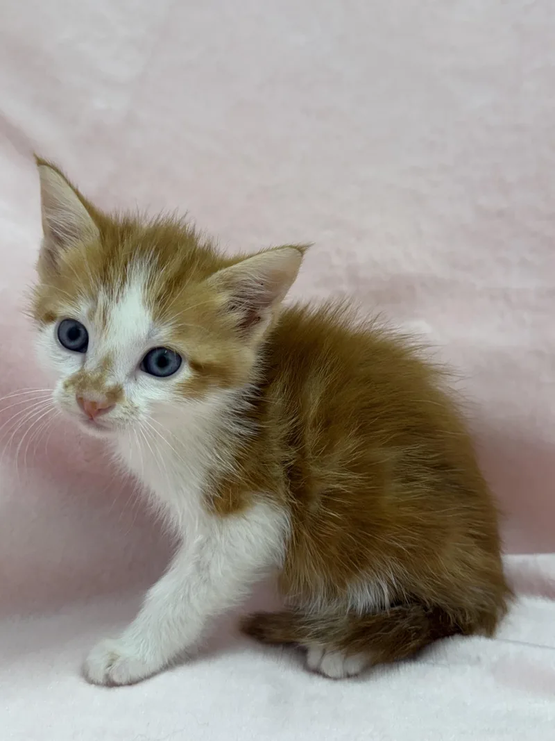 A baby medium-sized male Tabby (Orange / Red) Domestic Short Hair cat named Tweedledee for adoption in Greensboro, NC