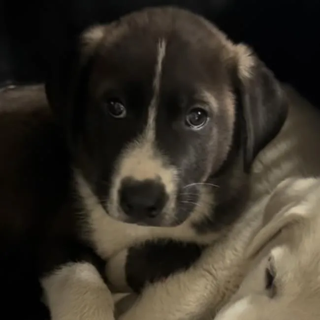 A baby extra large-sized female Great Pyrenees dog named Wohali Pup  Tawodi for adoption in San Diego, CA