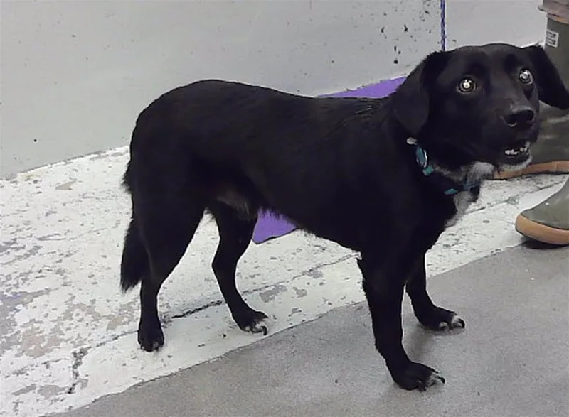 A senior medium-sized male Labrador Retriever dog named Bentley for adoption in Houston, TX