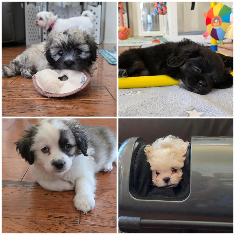 A baby small-sized male Yellow / Tan / Blond / Fawn Shih Tzu dog named Apollo for adoption in Rancho Santa Fe, CA