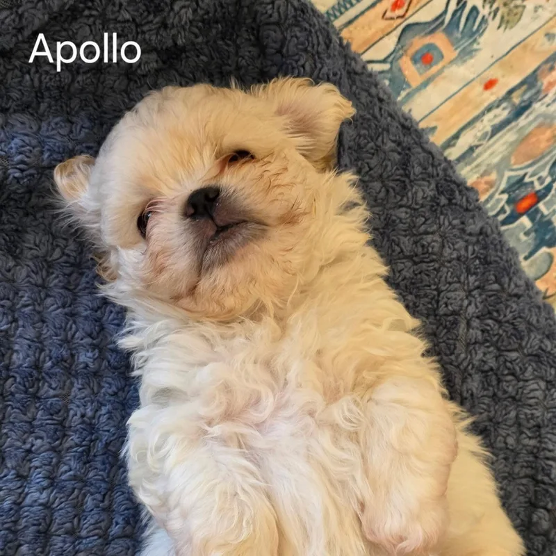 Apollo thumbnail 3