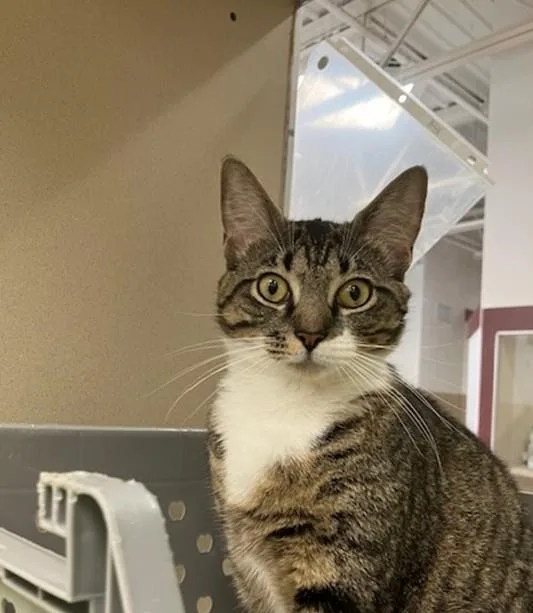 A young medium-sized female Domestic Short Hair cat named Abigail for adoption in Springfield, MA