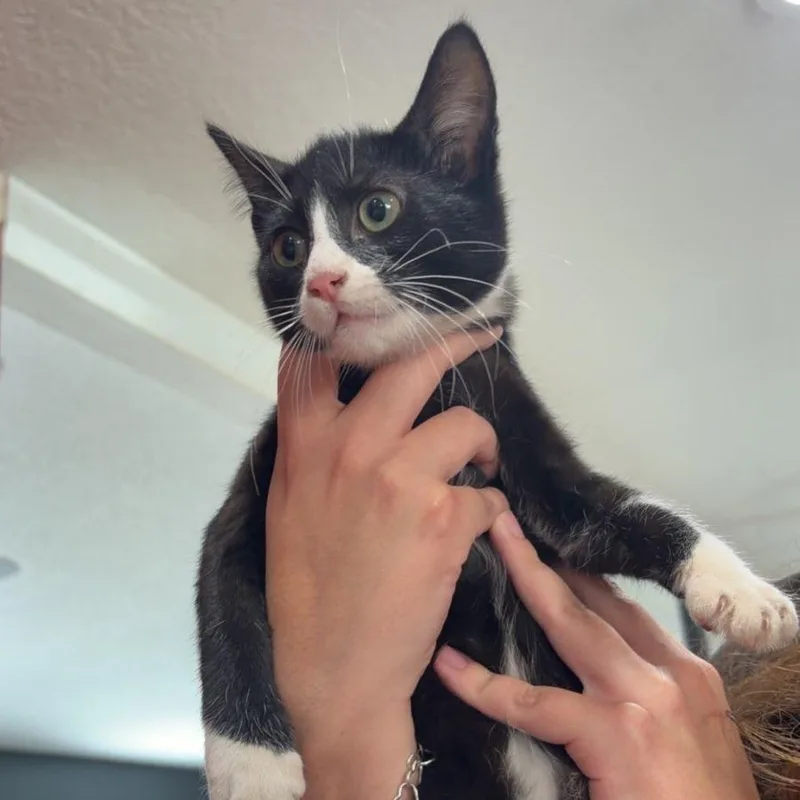 A baby small-sized female Black Domestic Short Hair cat named Izzy for adoption in Livingston, TX