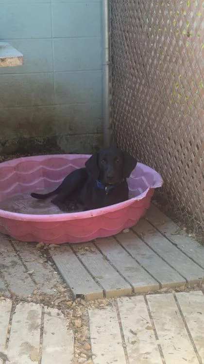 A baby medium-sized male Labrador Retriever dog named Inky for adoption in Morton Grove, IL