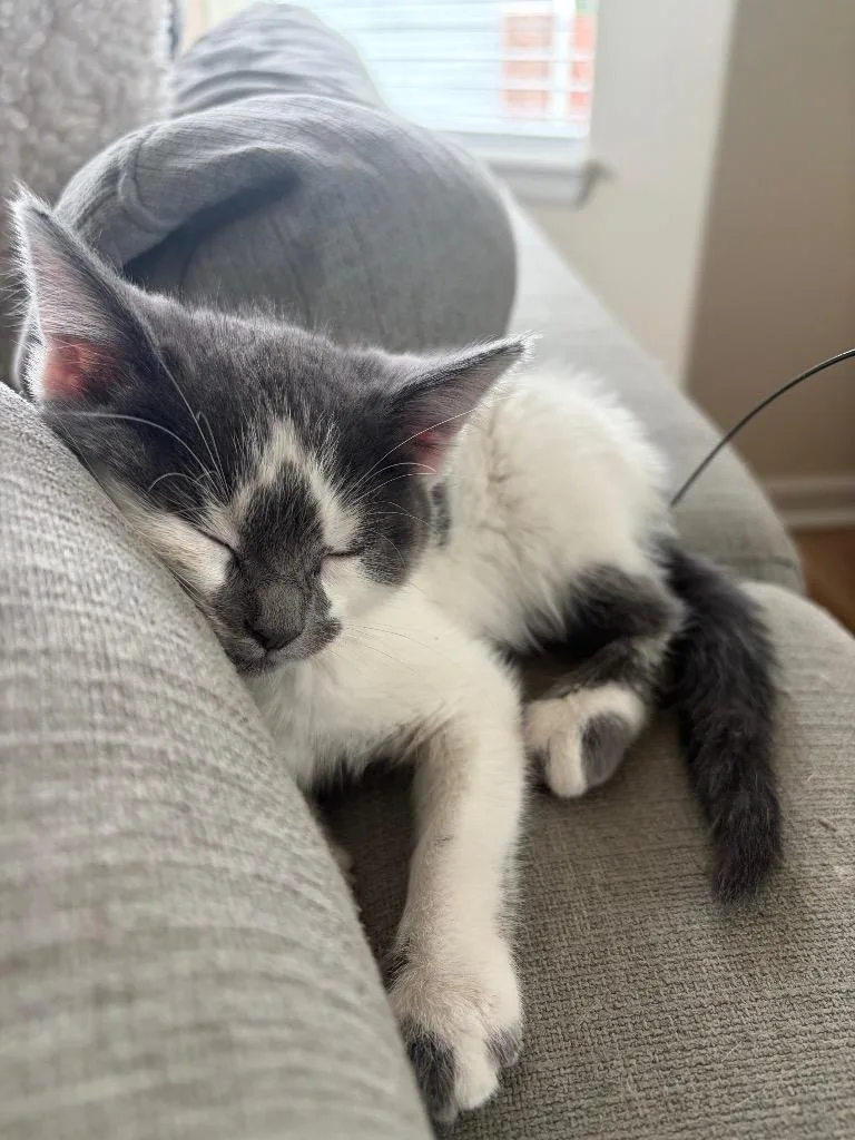 A baby medium-sized male Domestic Short Hair cat named Kotlety Schabowe for adoption in Fort Lupton, CO