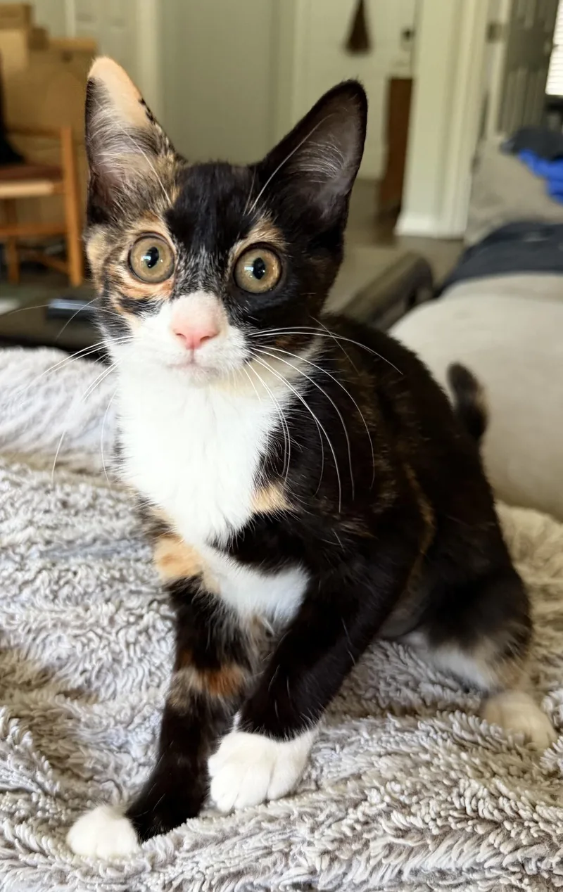 A baby medium-sized female Calico Domestic Short Hair cat named Hyacinth for adoption in Lake Monroe, FL