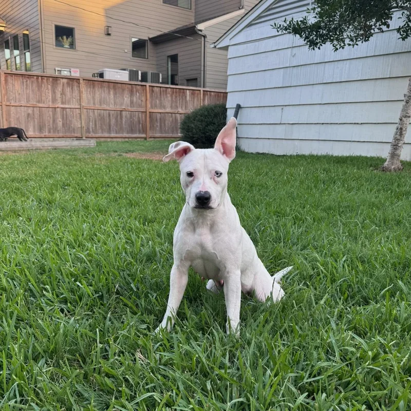 A young medium-sized female White / Cream American Staffordshire Terrier dog named Hope for adoption in Spring, TX