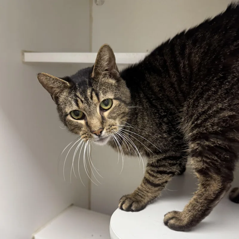 A senior large-sized male Tabby (Brown / Chocolate) Domestic Short Hair cat named Ronaldo for adoption in Reisterstown, MD