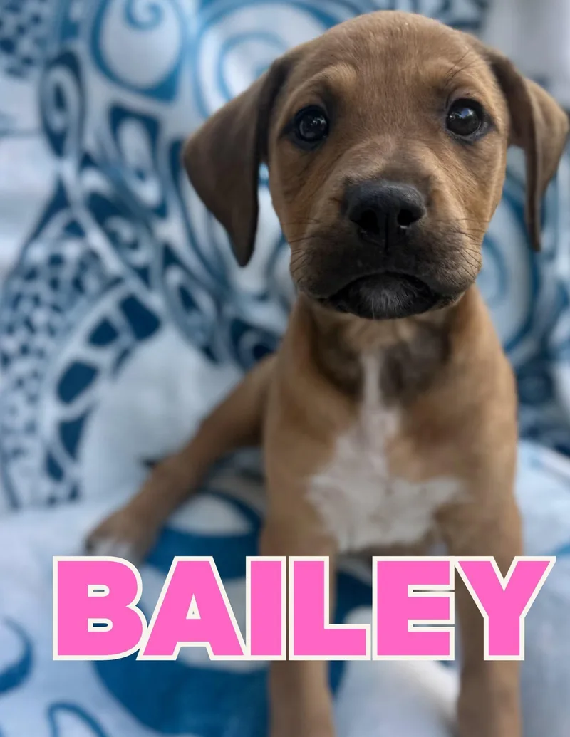 A baby medium-sized female Apricot / Beige Labrador Retriever dog named Bailey for adoption in Shalimar, FL