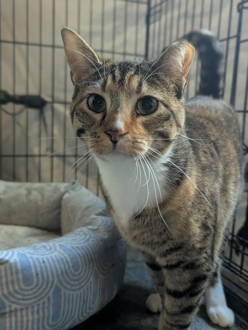 An adult medium-sized female Tabby (Buff / Tan / Fawn) Domestic Short Hair cat named Butter Pecan for adoption in Huntley, IL