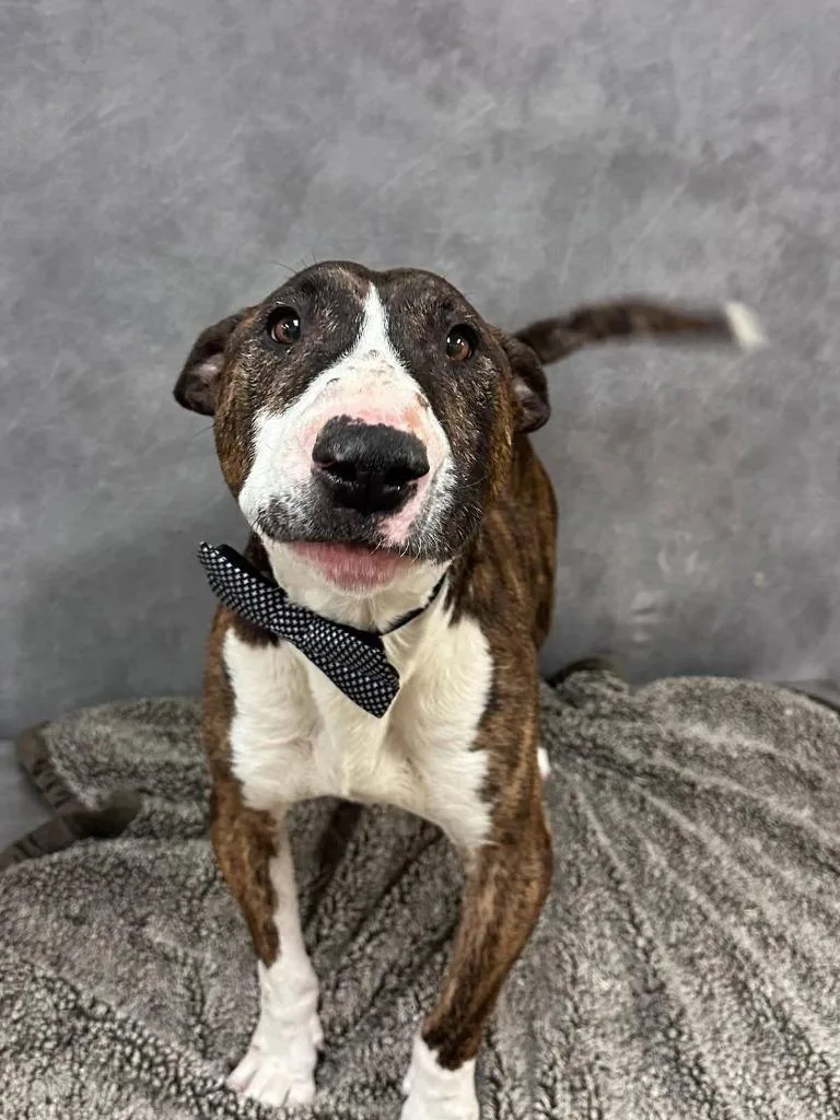 An adult large-sized male Bull Terrier dog named Hugo for adoption in Fort Worth, TX