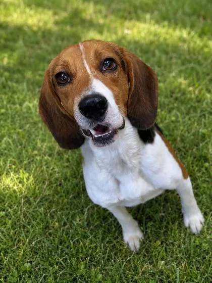 An adult medium-sized male Black Beagle dog named Bucky for adoption in Bedford, IN